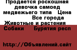 Продается роскошная девочка самоед медвежьего типа › Цена ­ 35 000 - Все города Животные и растения » Собаки   . Бурятия респ.